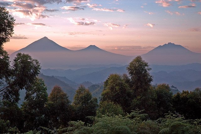 Bwindi Impenetrable Forest, Uganda